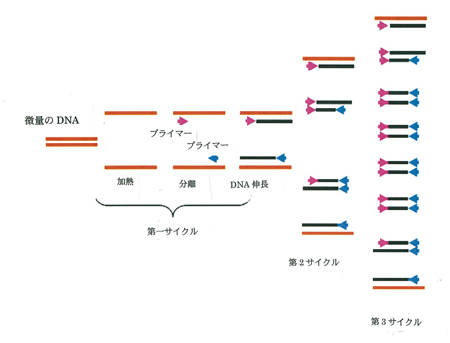 日本rna学会 走馬灯の逆廻しエッセイ 第9話 数兆円の経済効果ーーｐｃｒの発見